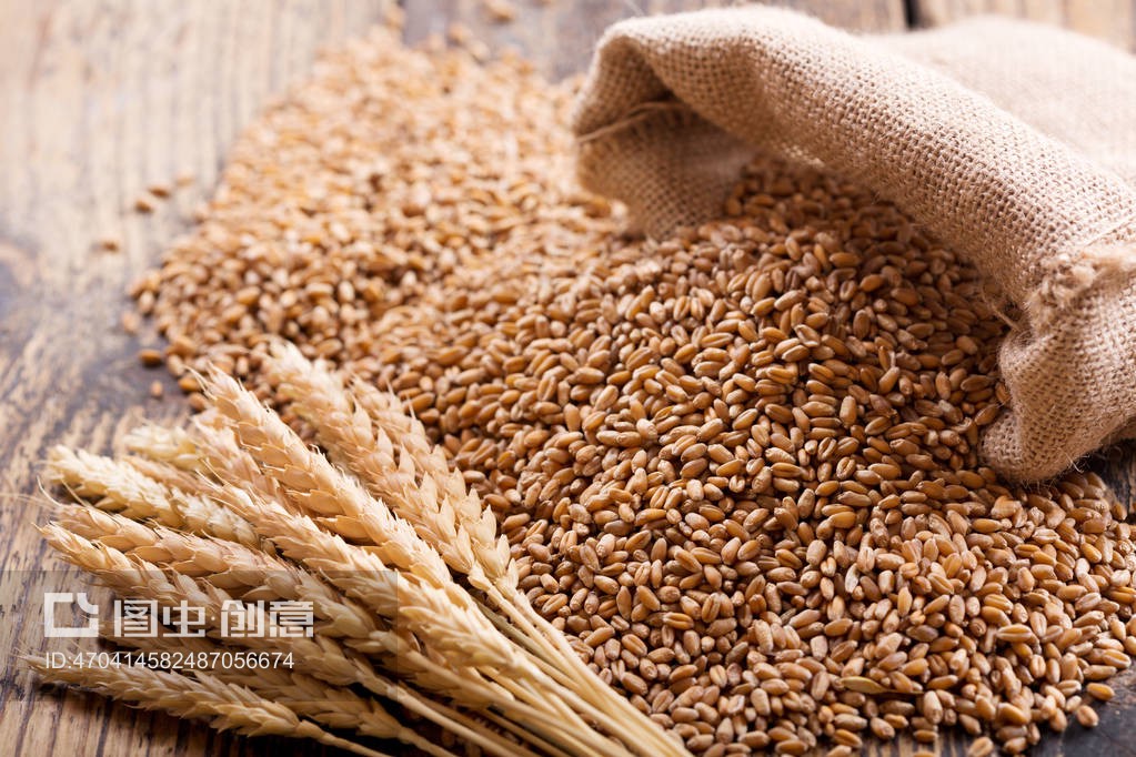 麦穗和谷物wheat ears and grains